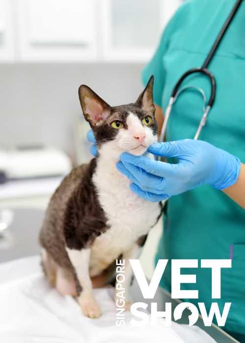 The aging brain: What we can do to help our senior pets (SVS25)