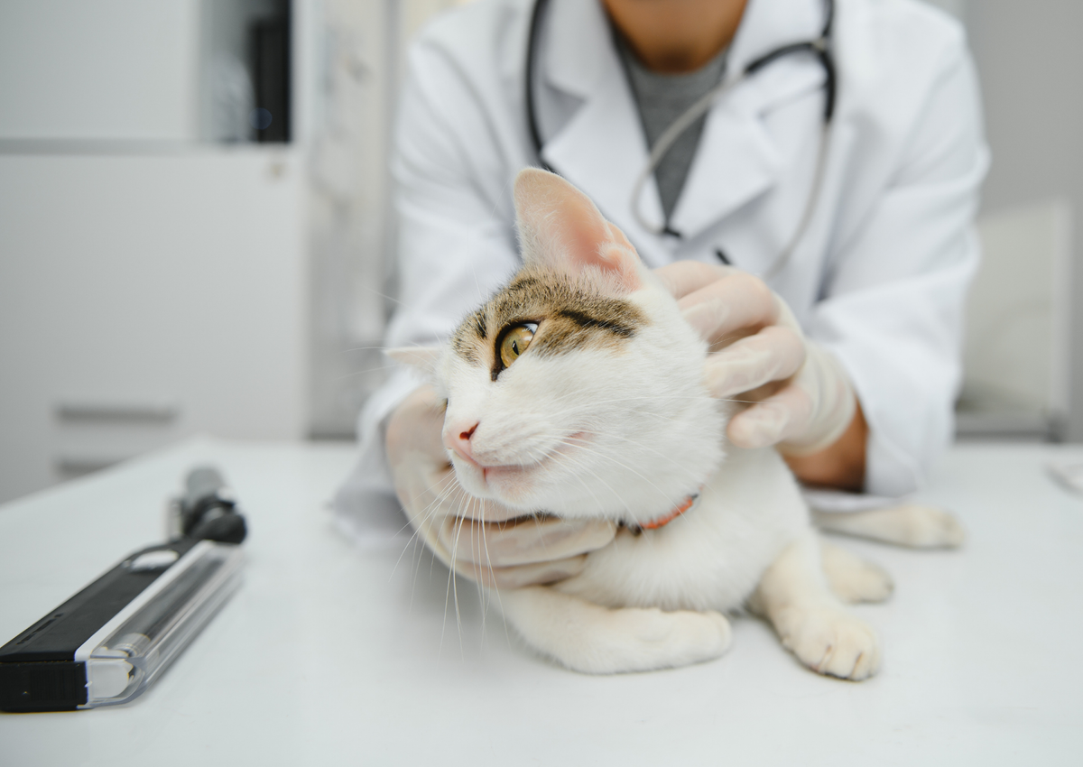 V&D+++ When dog and cat guts go viral: An update