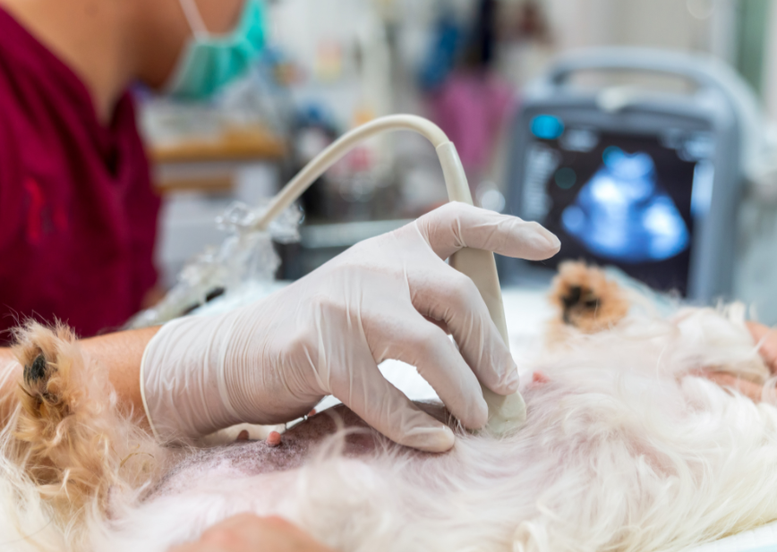 Ultrasound: A whole team approach: How to involve veterinary nurses in the imaging modality