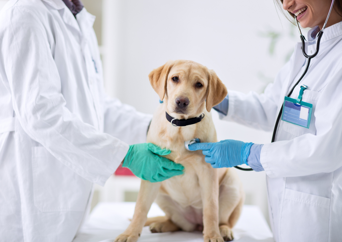 The veterinary nurse's role in canine caesarean management