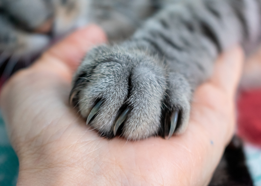 Behavioural change in the older pet: Considering physical, emotional and cognitive health