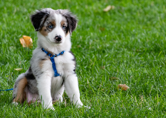Supporting pandemic puppies in practice