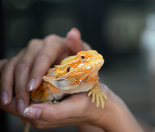 Imaging techniques in exotic species
