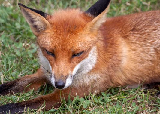 Nursing care of the wildlife patient
