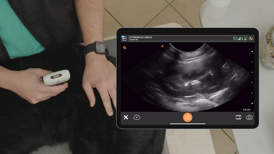 Dog vs. Car! Veterinary POCUS in Canine Trauma: Navigating Respiratory Distress