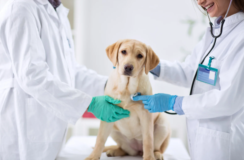 Care of the pyrexic patient – practical considerations for nursing (LVS25)