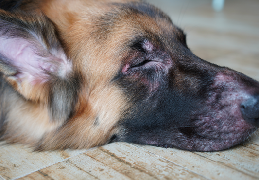 Why are the majority of dogs with Cushing's disease poorly managed? Insights from team RVC