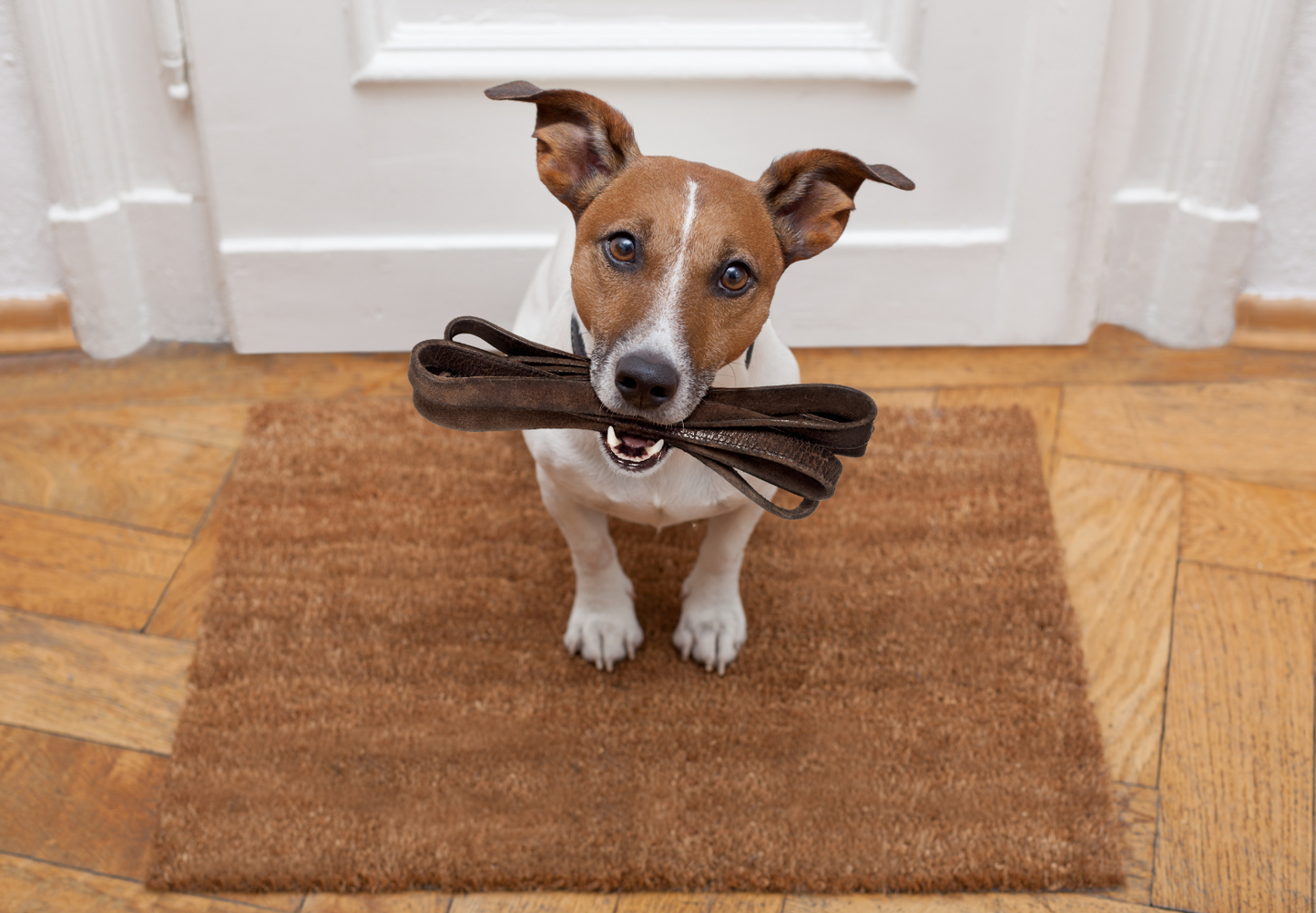 Understanding emotionality in companion animals: Supporting emotional safety in behaviour cases