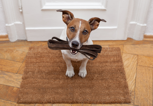 Understanding emotionality in companion animals: Supporting emotional safety in behaviour cases
