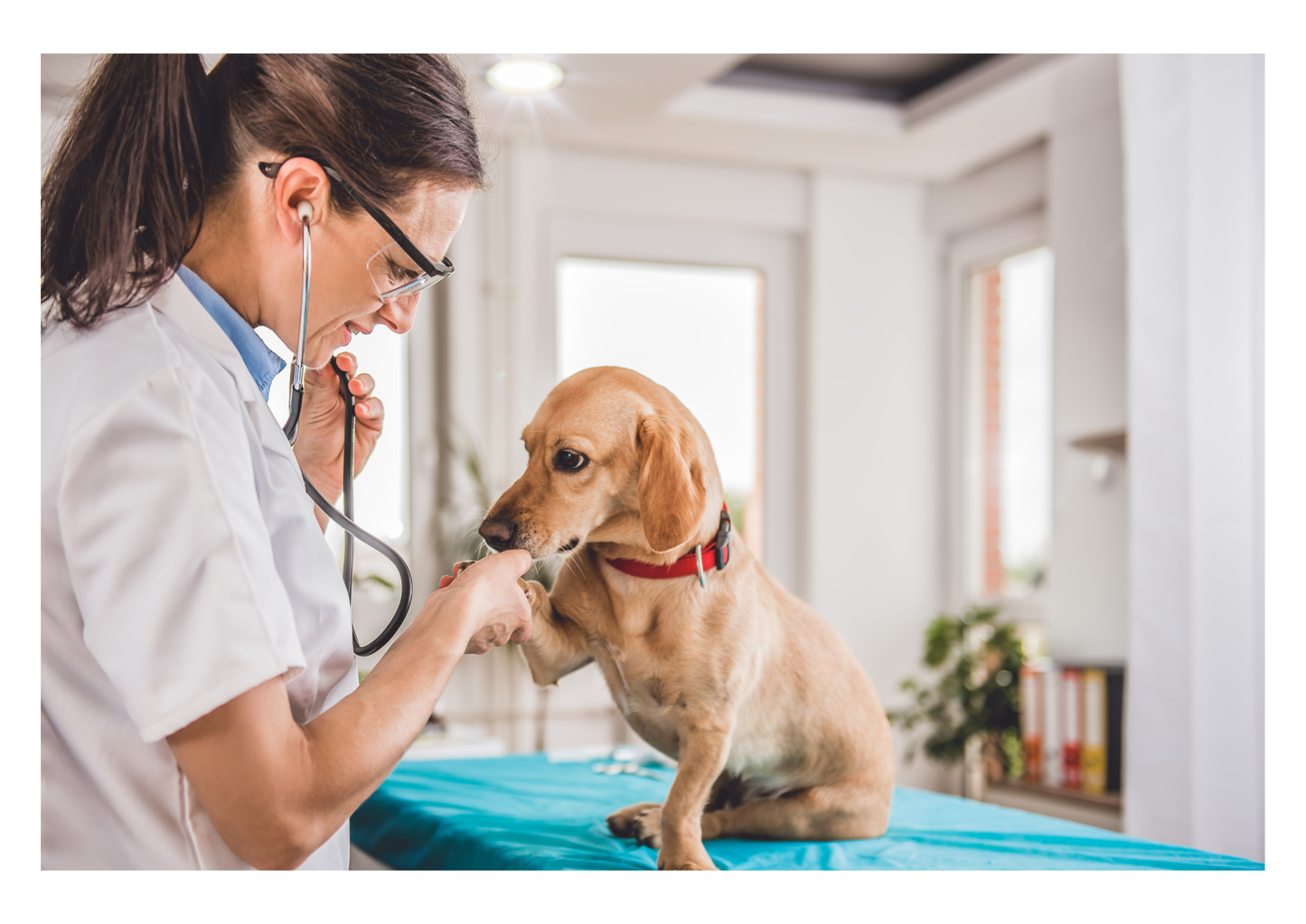 A case for how AI will create more veterinarians (LVS25)