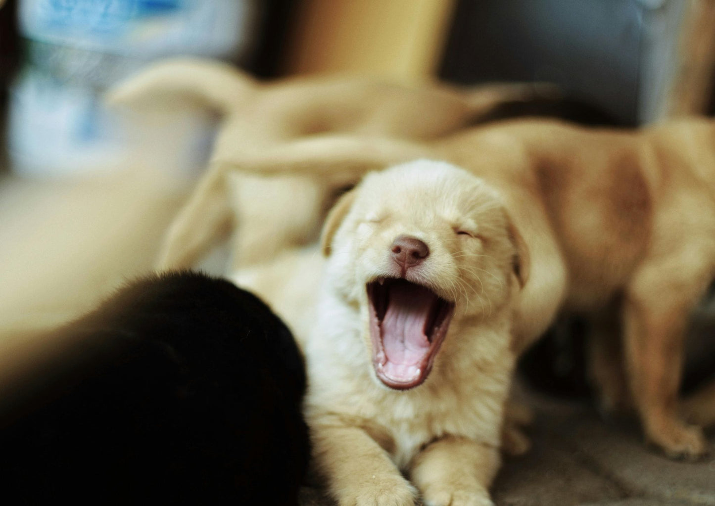 Zenrelia: A new treatment to elevate care in canine allergic and atopic dermatitis (LVS25)