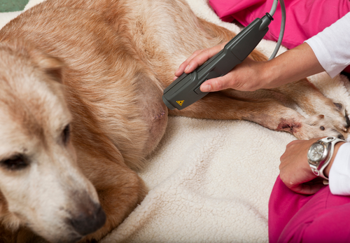 Photobiomodulation: Laser Therapy in Veterinary Medicine, more than Physiotherapy (LVS 2023)