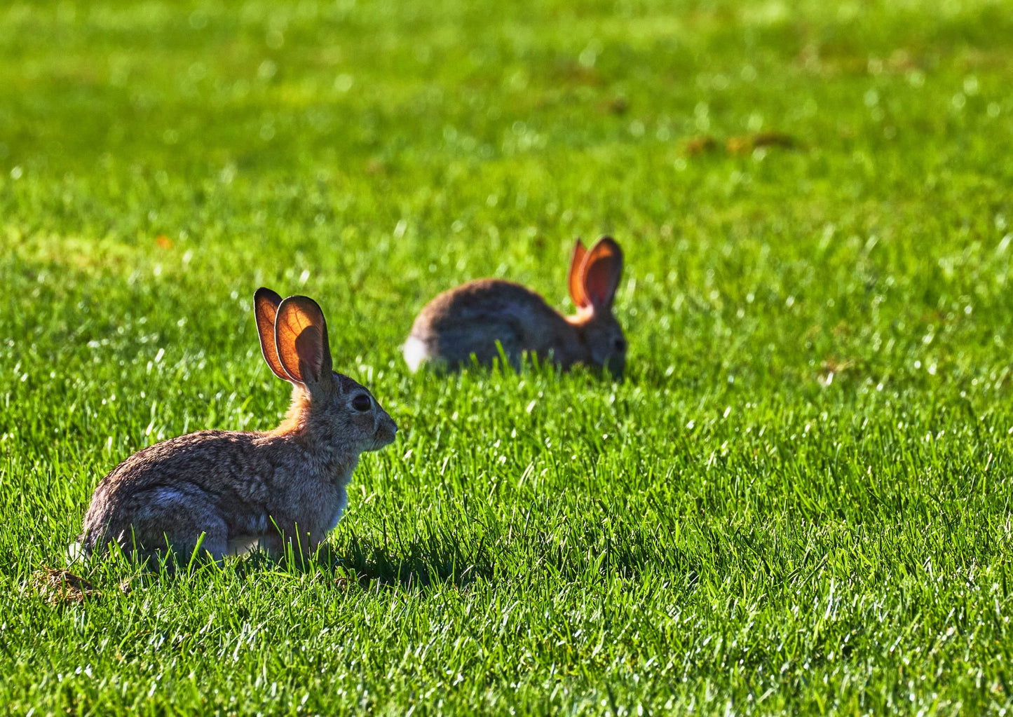 Dealing with medical and surgical cases in rabbits and small mammals: Practical tips for enhancing wellness of small pets in the veterinary clinic (LVS25)