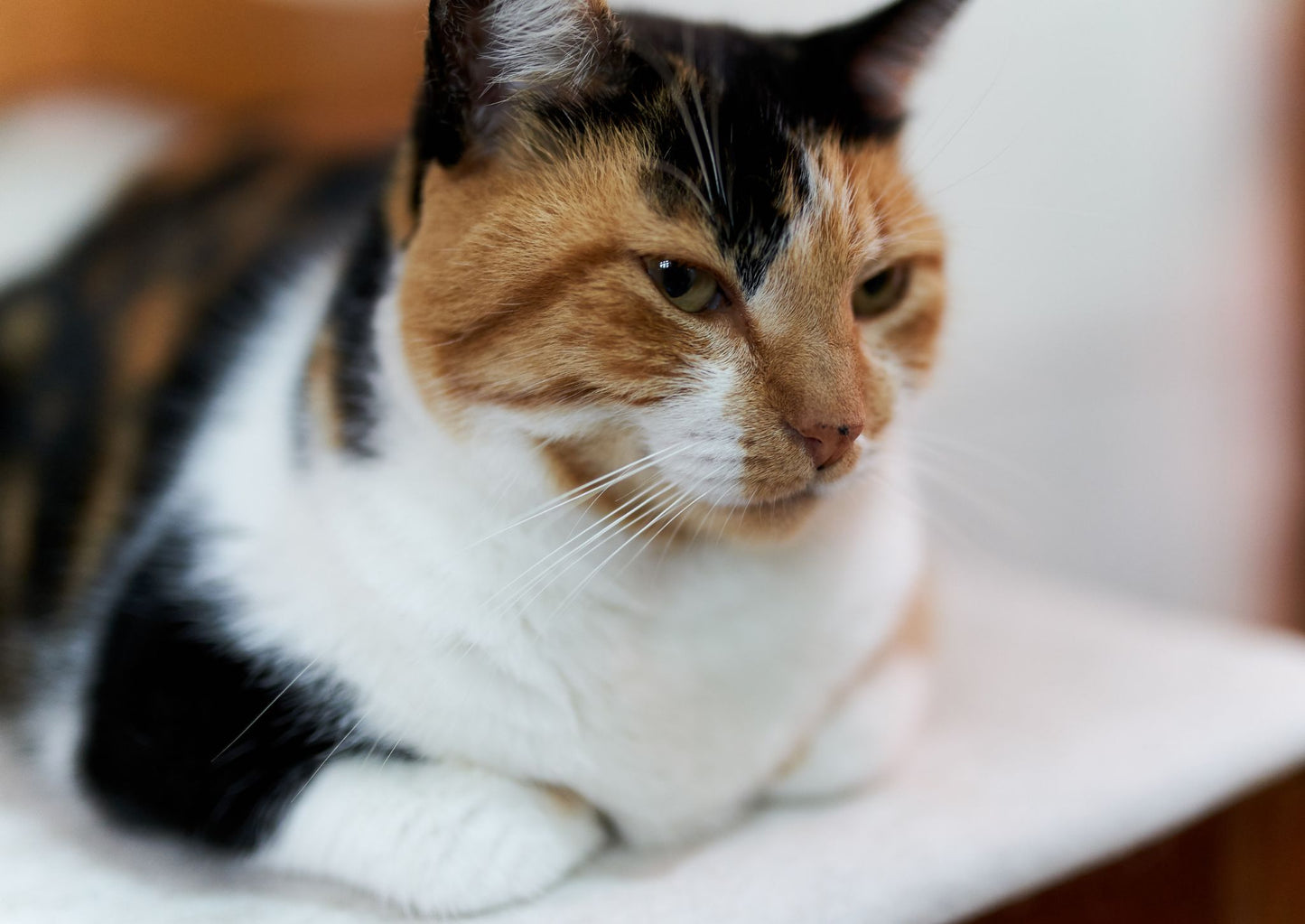 Introduction to Continuous Glucose Monitoring (CGM), highlighting why a veterinary-specific system offers clear advantages over adapting human devices (LVS25)
