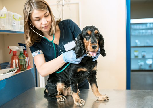 Stem Cell Therapy in dogs - Everything you need to know