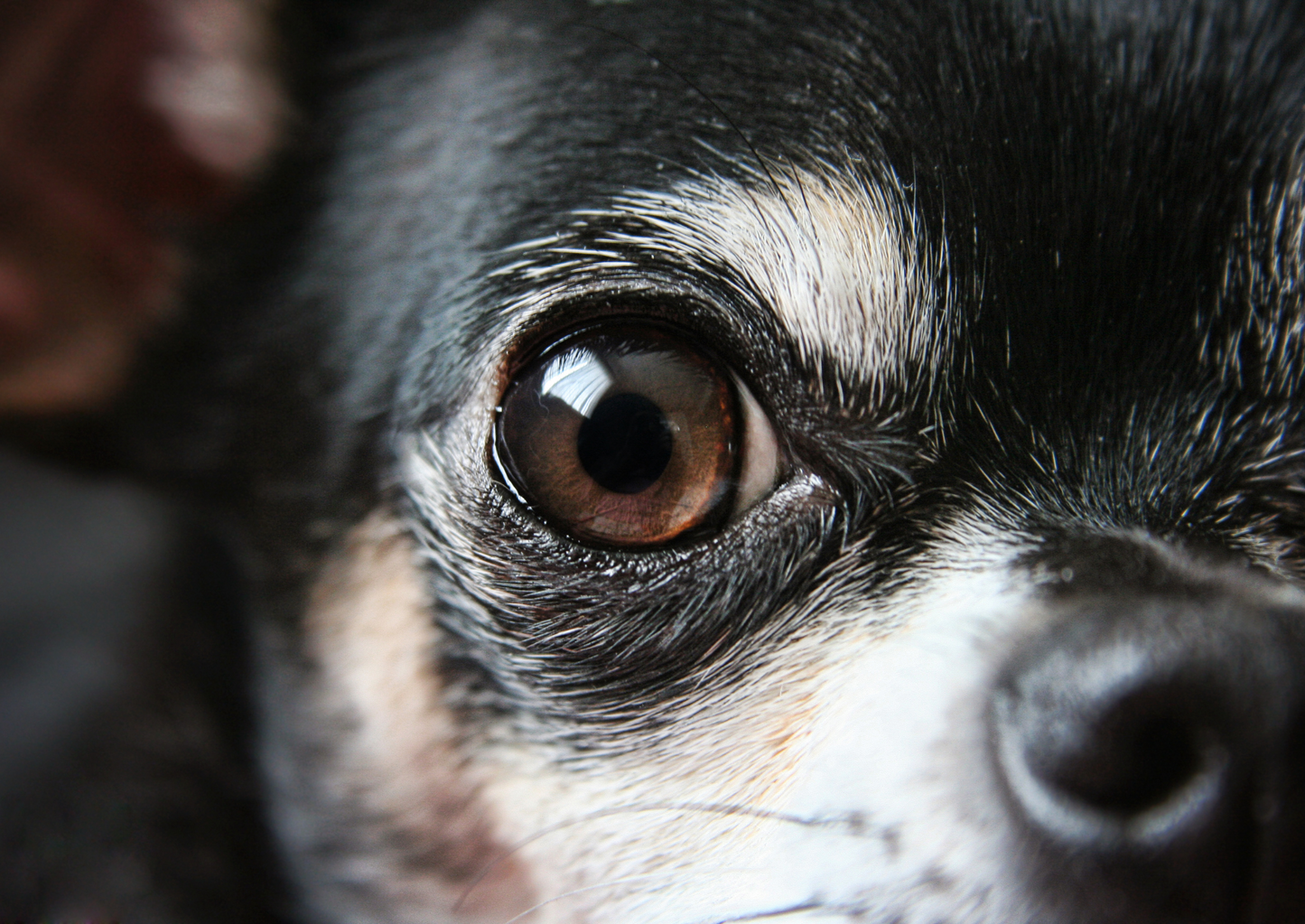 5 Amazing seconds – A new transformative treatment for corneal infections