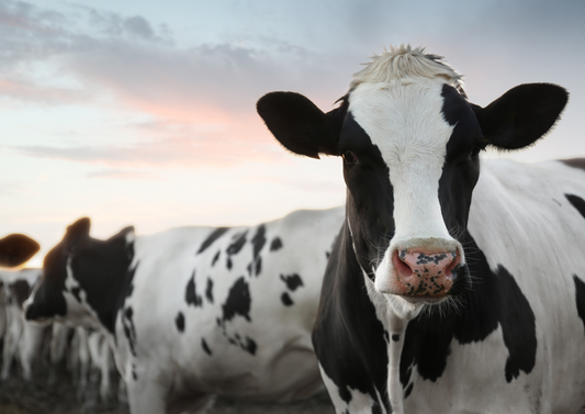 Fertility treatments and control of the oestrus cycle in dairy and beef cattle – a practical guide