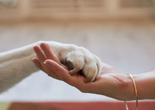 Supporting behaviour: Ways to improve end of life care and euthanasia process