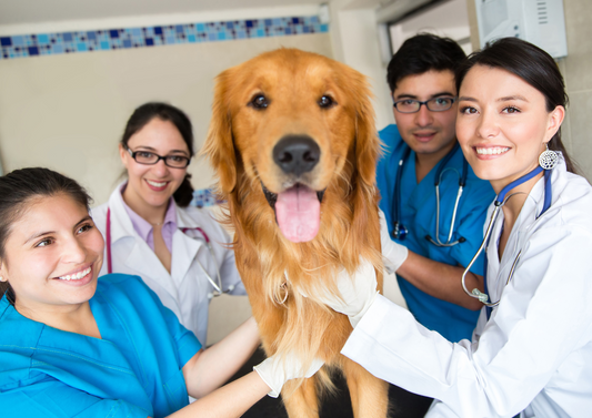 Founding Practice Journeys: Challenges, Innovations and Growth