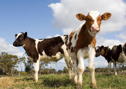 LFT for FPT! A better way to measure IgG and what it could mean for calf health