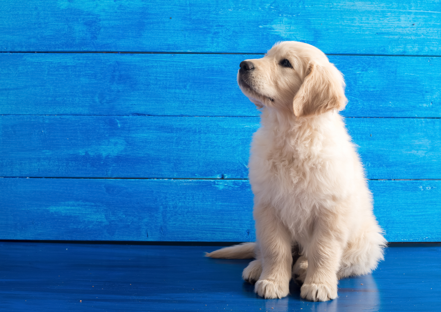 Pals or pests: What happened to all those pandemic puppies?