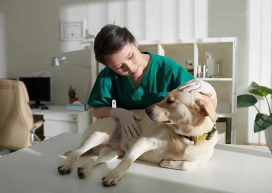 Evidence-based management of PPID and EMS