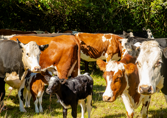 Healthy farm ecosystems: Managing parasites without killing everything else