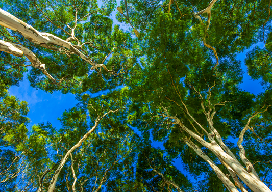 Pharmaceutical and Environmental Stewardship: How to improve the sustainability impacts of veterinary pharmaceutical usage