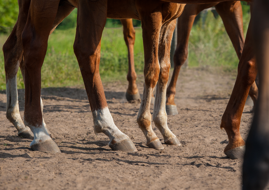 Common injuries to the distal limb - foot