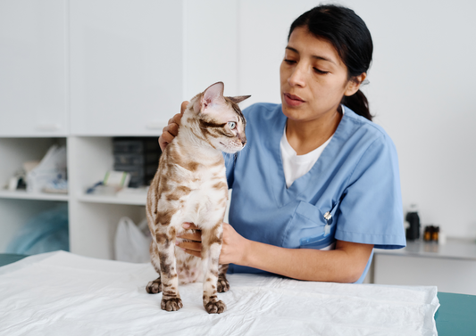 Practical tips to support of anorexic cats