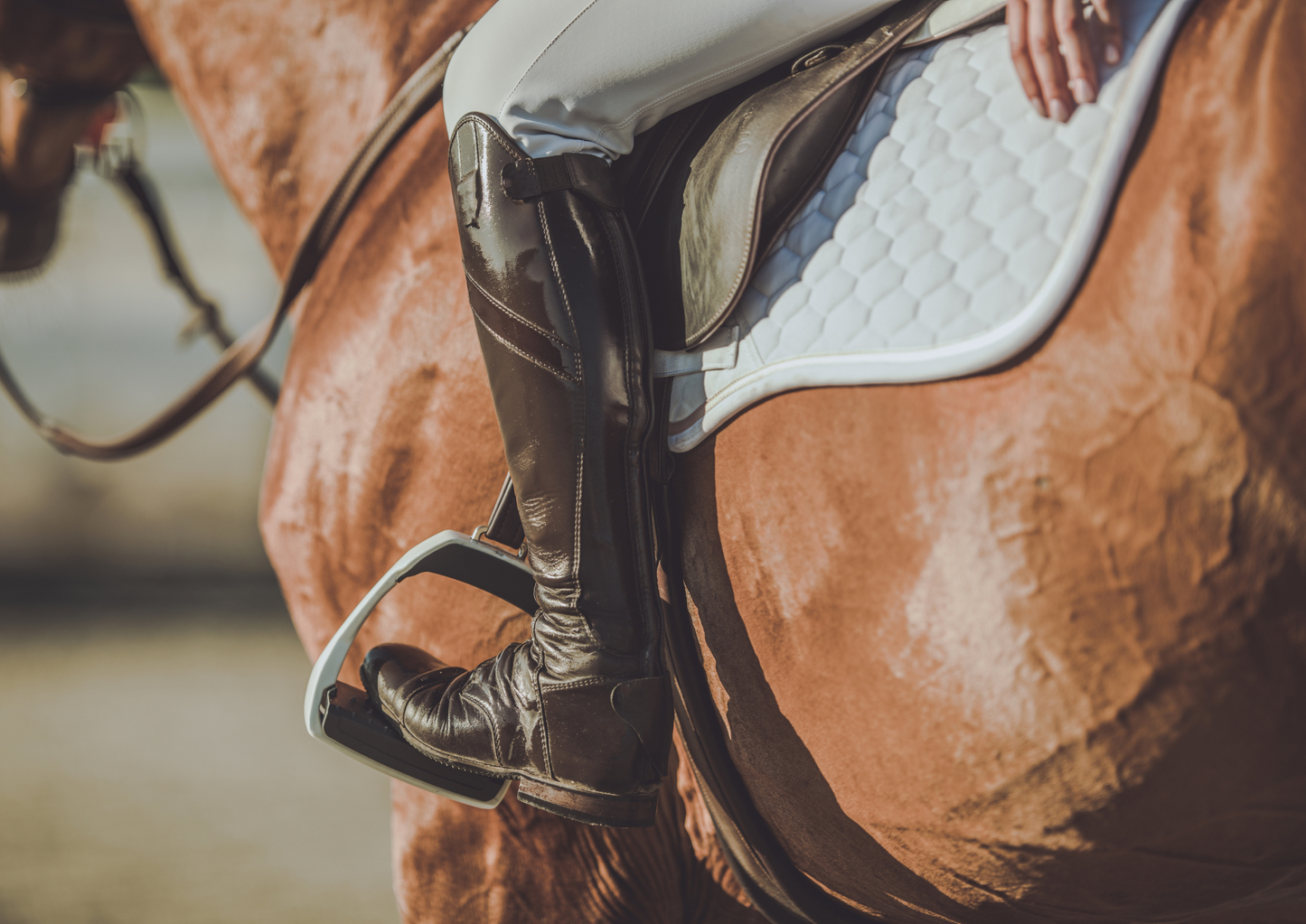 Pre-purchase examination of the sport horse: Yay or neigh?