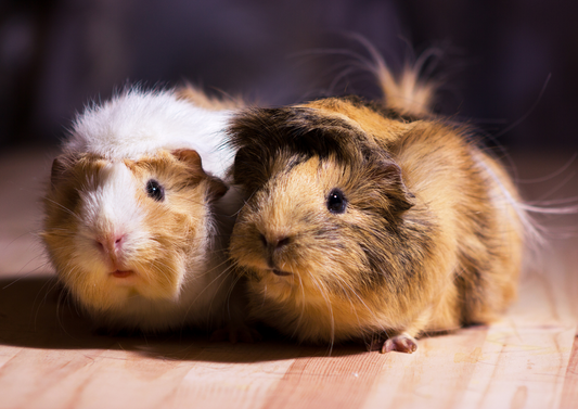 Common things occur commonly: Diagnosing and managing the most common conditions in guinea pigs