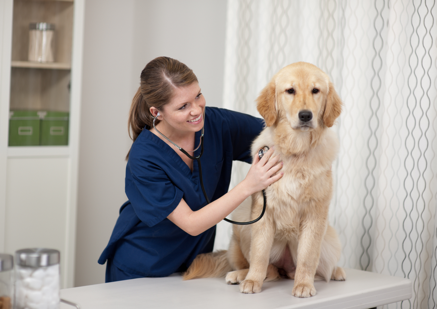 Regenerative Medicine: using a dog’s own biology to heal, restore and repair!