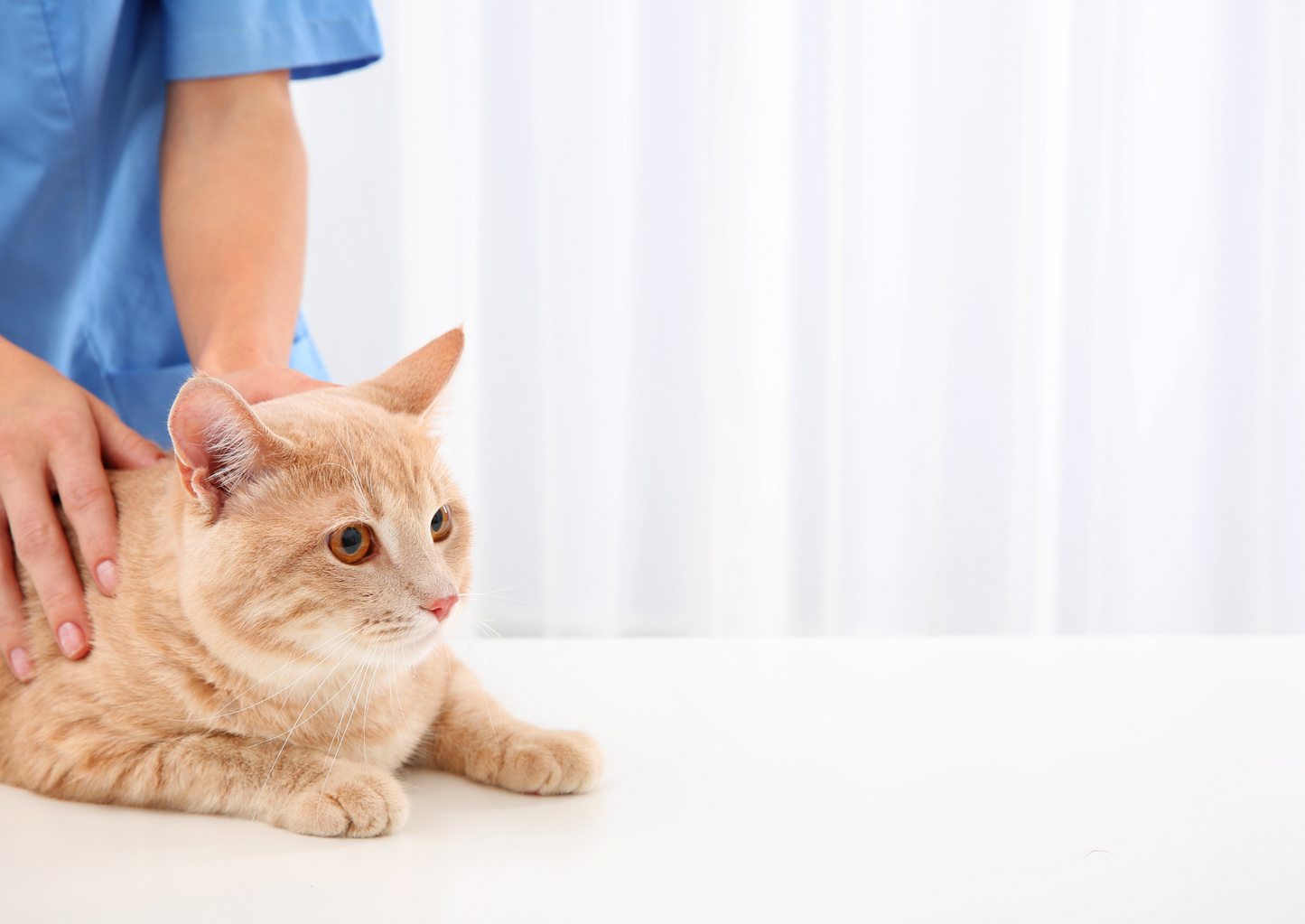 Integrating Science and Technique: Multi-Modality Physiotherapy for Small Animals