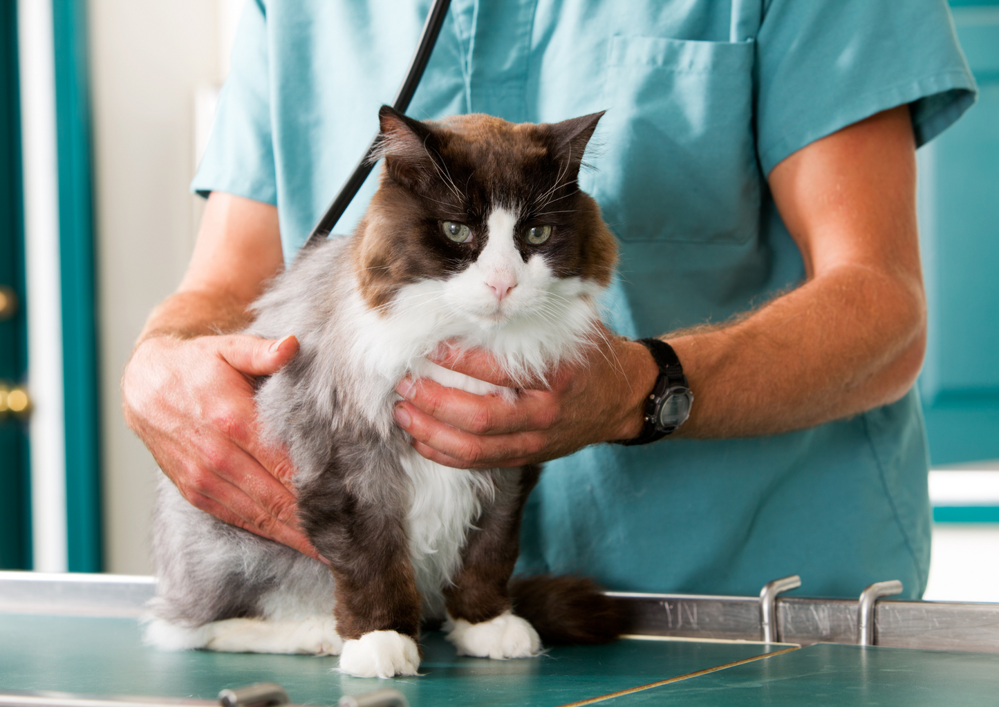 Saving lives: Blood transfusions in cats - when can they be treated as small dogs and when not?