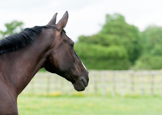 This could be herpes : What do I do now? EHV-1 infection in horses