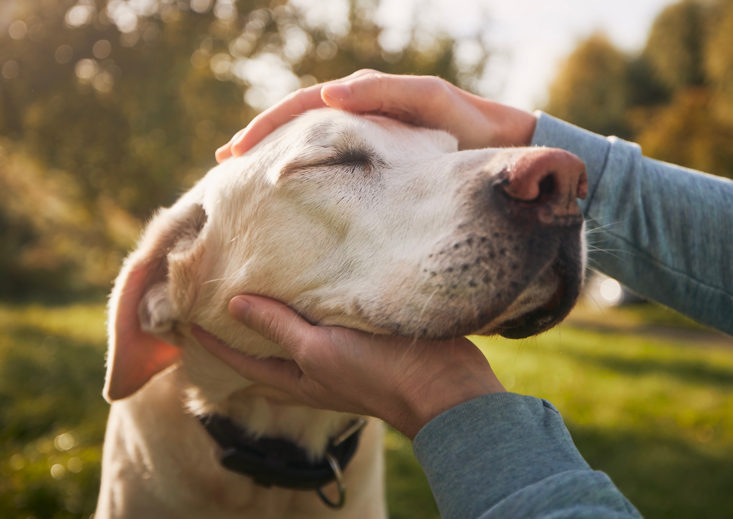 Senior Pets, Happier Vets: Non-invasive pain fixes & success stories