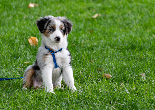 Pugs, drugs and thugs: How to help your clients avoid the illegal puppy trade