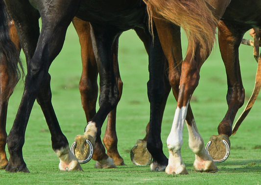 Diagnostic approach to soft tissue injuries of the pastern and digital flexor tendon sheath (LVS 2024)