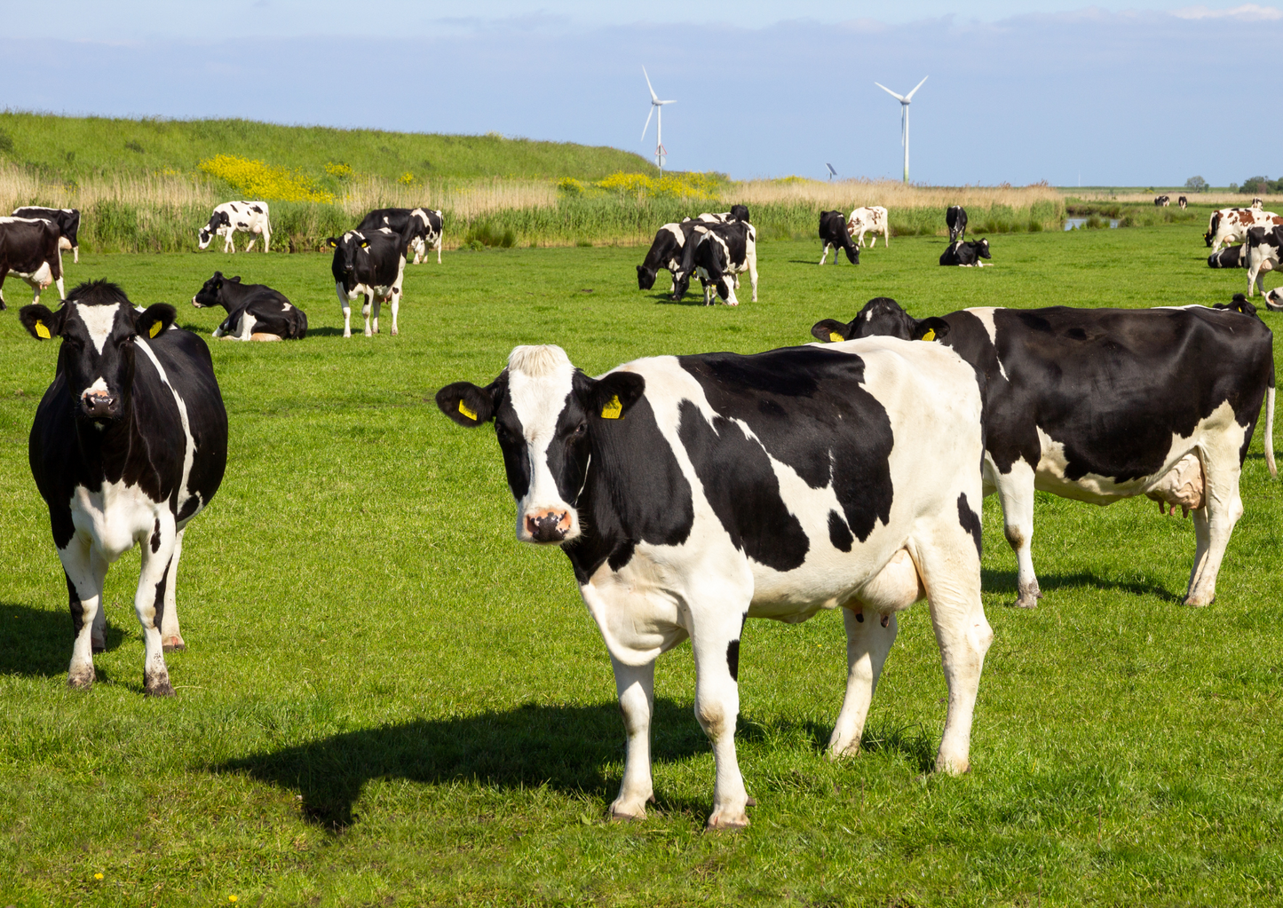 Using data to improve health and performance on dairy herds: Where do I start?