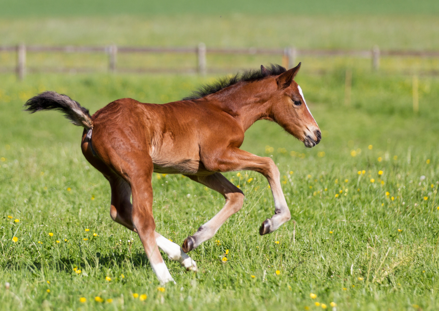 Down but not out: Navigating the care of the sick, collapsed foal in first opinion veterinary practice