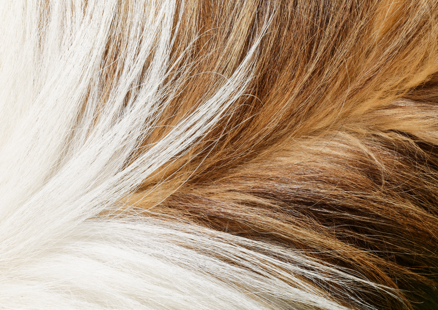 Apoquel and Cytopoint: Where and when to use in your dermatology cases