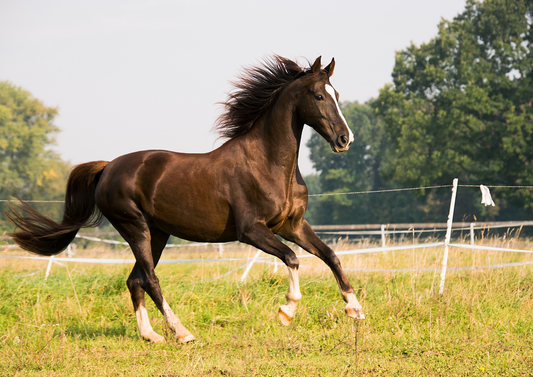 What does it take to be a successful competition vet?