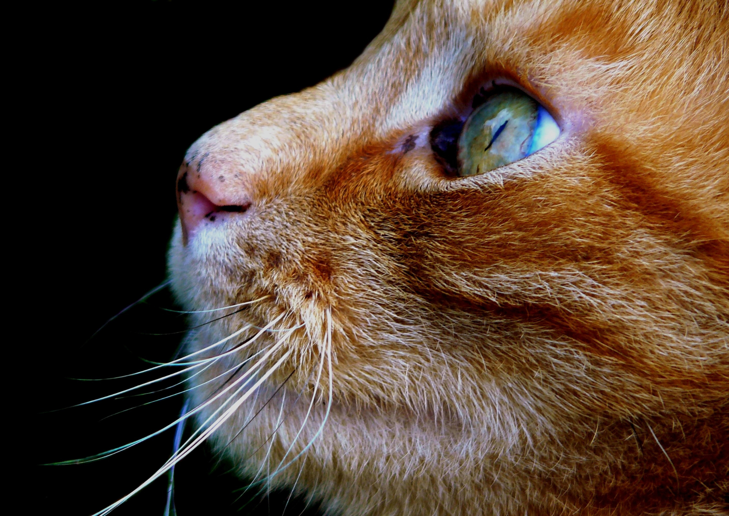 The ageing cat – what test, why and when? (LVS25)
