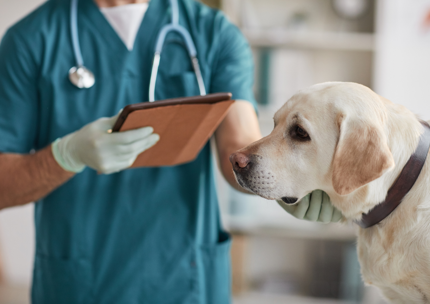 Cloudy eyes, clear solutions: Understanding and treating canine glaucoma (LVS25)