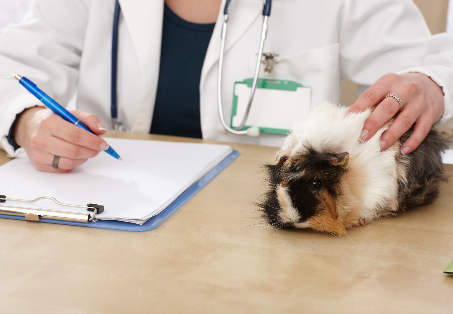 Does it hurt? Recognising and managing pain in small mammals and other exotic pets