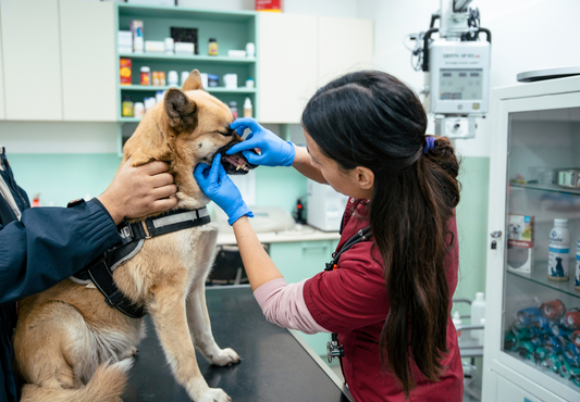 Dental radiology: OK, I can obtain a dental radiograph, now how do I interpret it?!