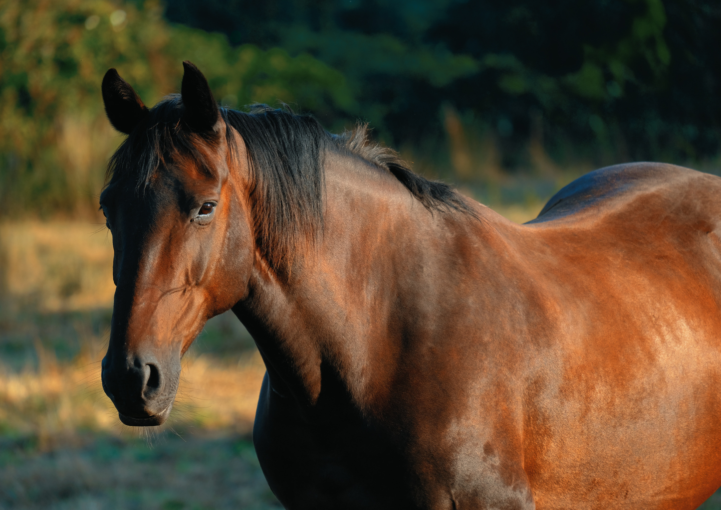 When the owner’s missing: What to do when a horse needs help (LVS25)