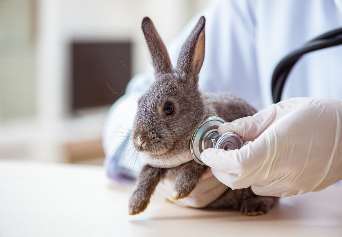 Hop, skip, surgery: Optimising the perioperative care of small herbivores