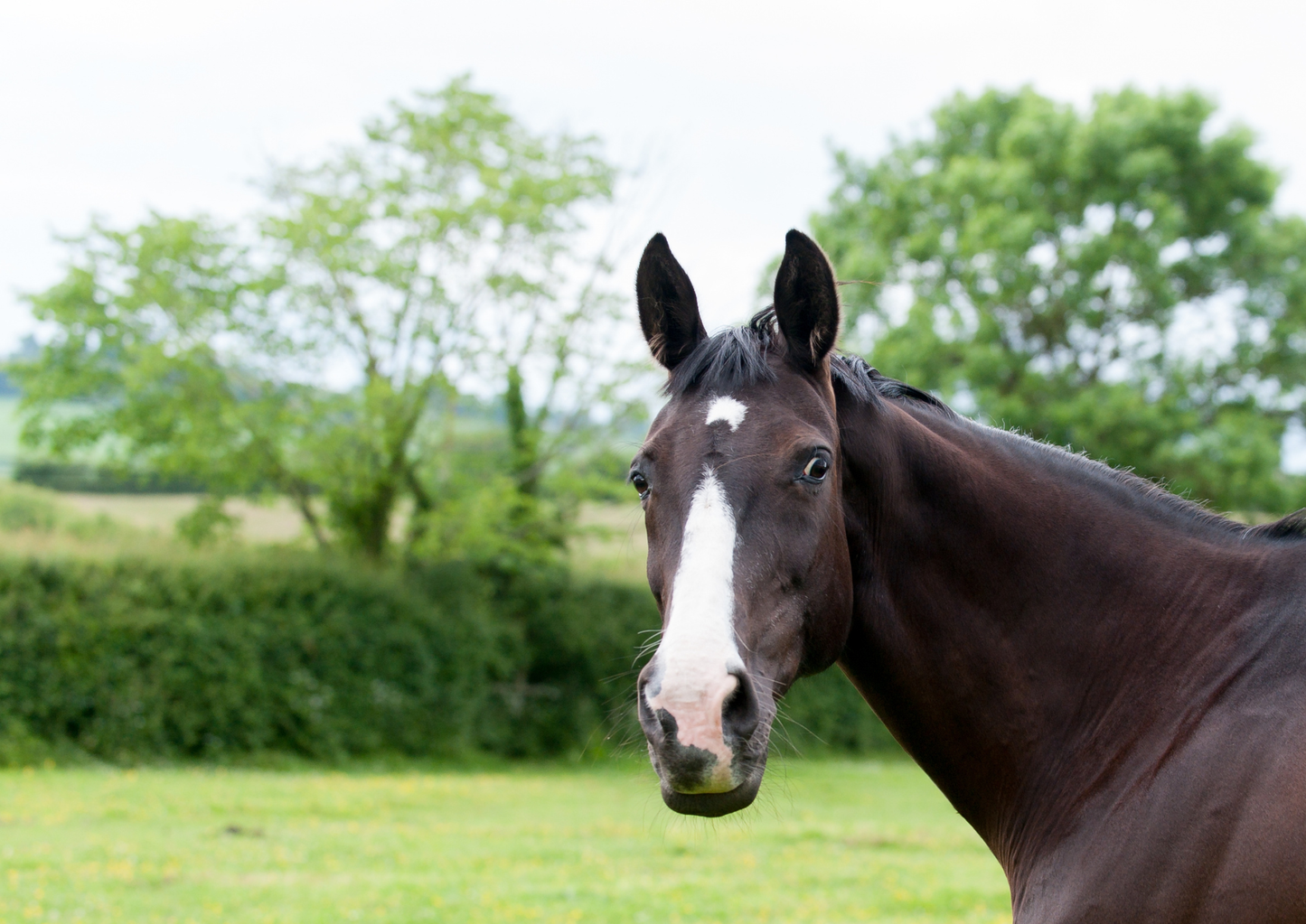 Evidence-based treatment of diastemata and periodontal disease (LVS25)